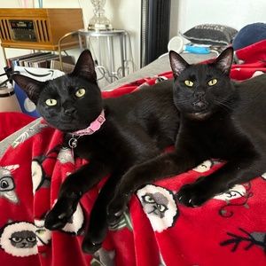 Meet your Posher, Cierra